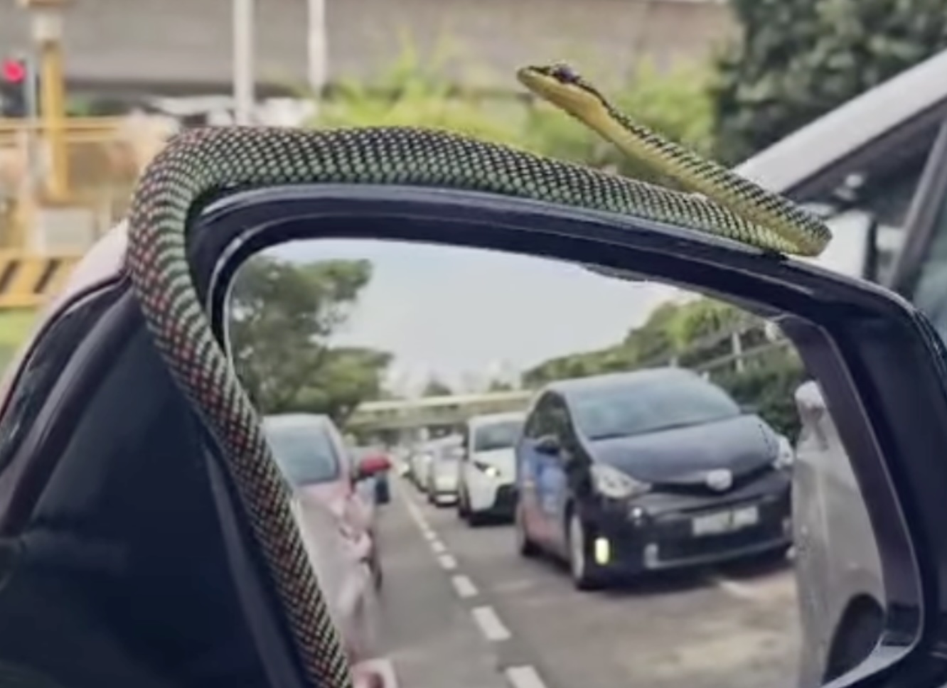 Unexpected hitchhiker: Family drives their car with a snake on the windscreen, side mirror